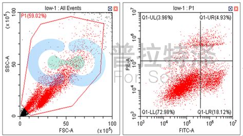 流式检测细胞凋亡实验操作注意事项——细胞凋亡实验外包