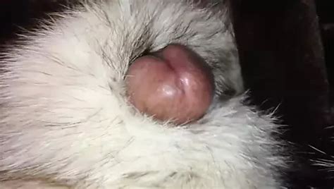 Artic Fox Fur Jerk Off Gay Masturbation Amateur Porn Xhamster