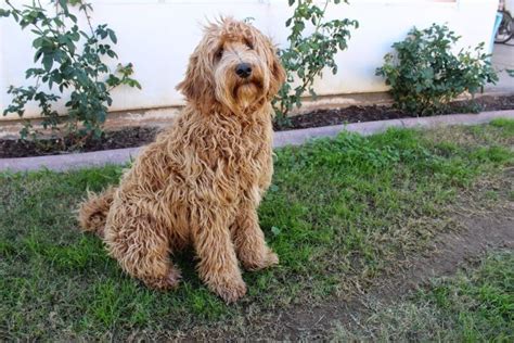 15 Labradoodle Pros And Cons What To Know Before You Bring One Home