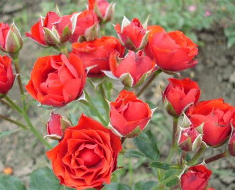 Fire King, Propagation, Florist, Unlimited, Flowers, Plants, Roses ...