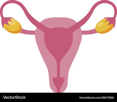 Female Ovary Woman Reproductive Organ Anatomy Vector Image