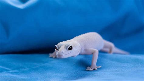 Albino Leopard Gecko Care & Fascinating Facts