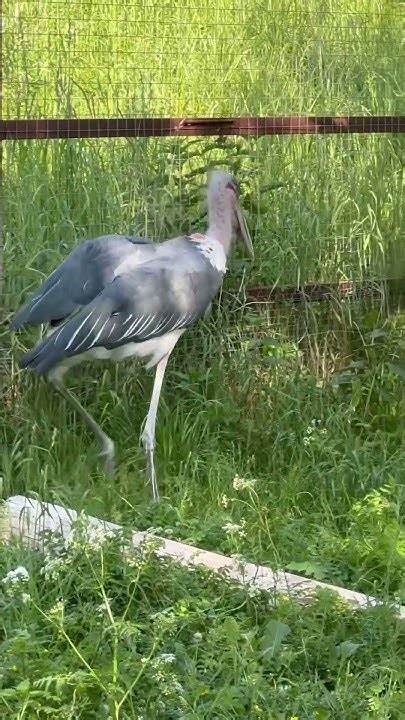 Довольно странная птаха аист Марабу #шортс #аистмарабу #марабу #зоопарк ...