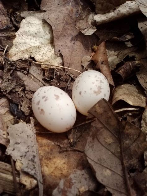 Bird Egg And Nest Identification Artofit