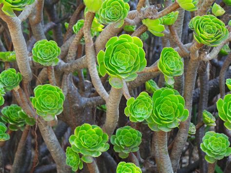 Succulent Green Nature Free Photo On Pixabay Pixabay