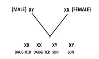 What Is The Basis Of Sex Determination In Human Beings Explain