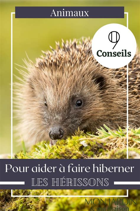 9 conseils pour aider les hérissons à hiberner en hiver Animaux