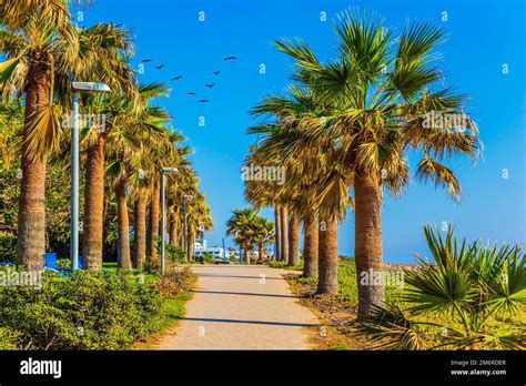 Flock Of Migratory Birds Flies Over Path Stock Photo Alamy