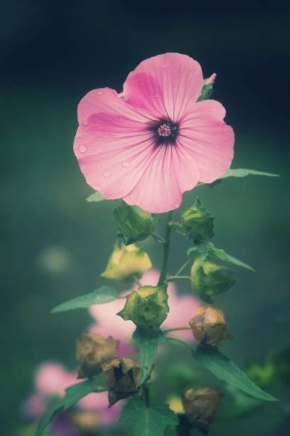 Mallow Blossom Flower Pink Free Stock Photo Public Domain Pictures