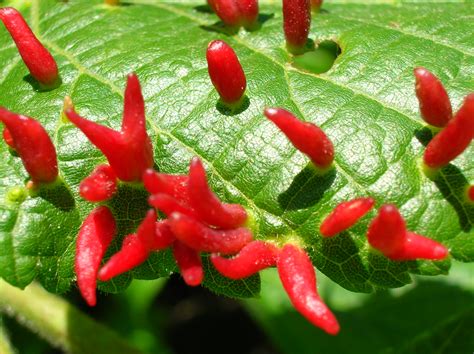 What Gall! The Crazy Cribs of Parasitic Wasps – Deep Look – PBS/KQED
