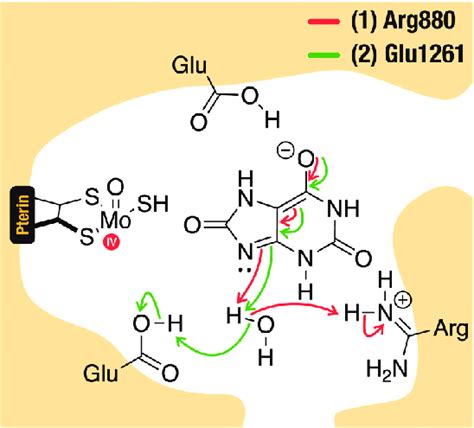 Representation of the two hypotheses for the catalytic mechanism of... | Download Scientific Diagram