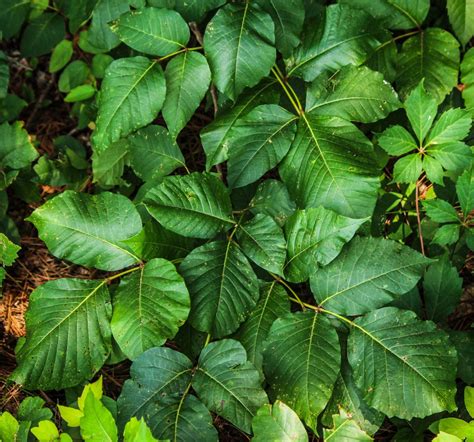 images tree forest vine leaf flower green produce botany