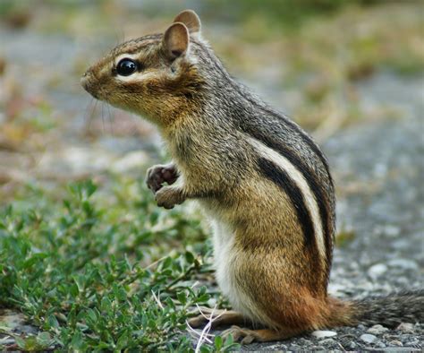 7 Ways To Get Rid Of Chipmunks Pest Control Gurus