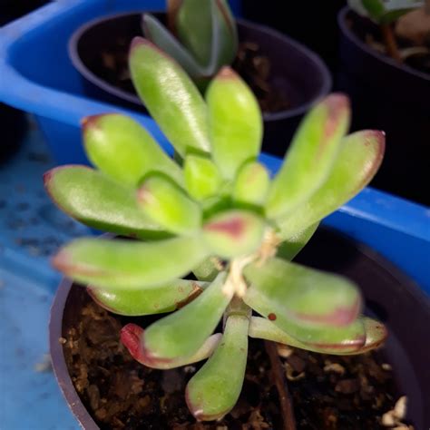 Echeveria Sedoides Echeveria Sedoides In Gardentags Plant Encyclopedia
