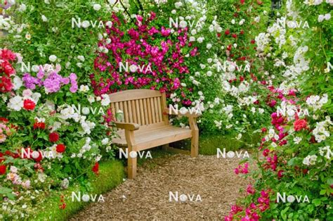 Rose Garden With Wooden Bench