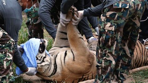 Thailand Tiger Temple Forty Dead Cubs Found In Freezer Bbc News