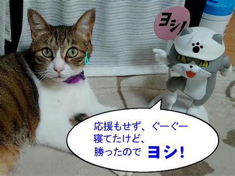 動くイラストと猫漫画：猫漫画「ワールドカップ、初戦突破おめでとう」