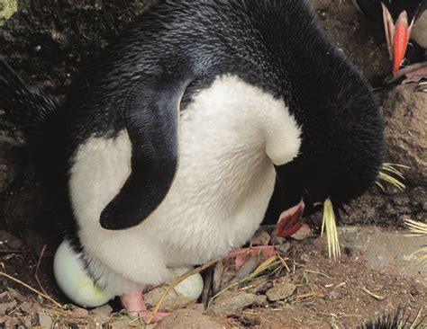An Eastern Rockhopper Penguin Eudyptes Chrysocome Filholi Lays Its