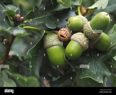 acorn tree  res stock photography  images alamy