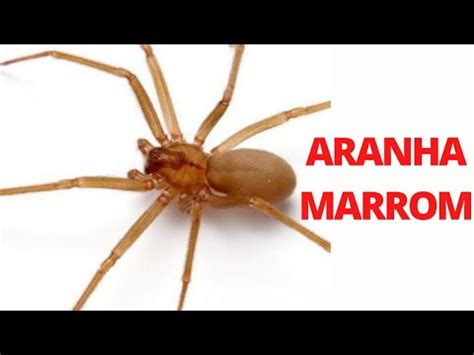Picada de Aranha Marrom: Saiba como Identificar e Conheça os Sintomas ...