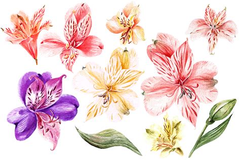 Hand Drawn Watercolor Flowers