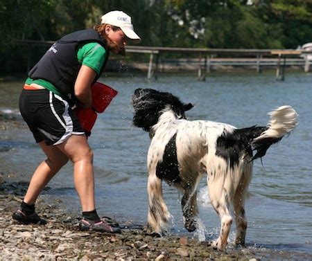 Newfoundland Dogs Prove Lifesaving Skills in Water Rescue Tests ...
