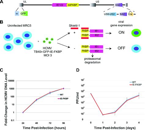 A Schematic Of The TB40r MGFP IE FKBP Virus Construct Used For