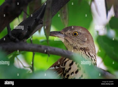 A Brown Thrasher Stis Patiently For Its Portrait Stock Photo Alamy