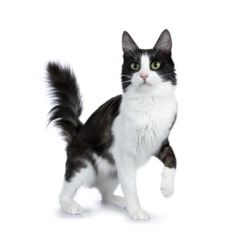10 Cat Breeds With Black and White Coloring
