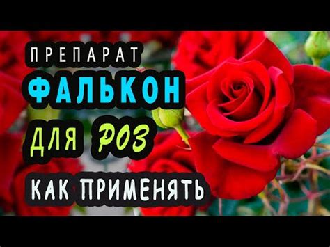Фунгицид Фалькон. Применение фунгицида на розах. - YouTube
