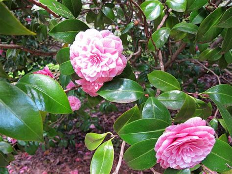 Camellia Japonica Virginia Franco Rosea Royal Botanic Garden Sydney