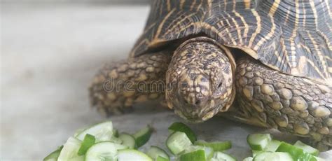 Turtle eating food stock image. Image of seal, running - 153309521