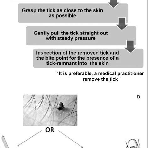 a. the most commonly recommended and successful tick removal method ...