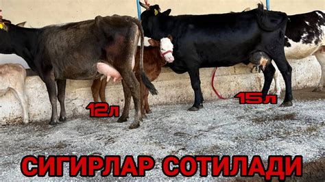 СУТЛАРИ КУП ШВЕД КОРА ШАХЗОДА СИГИРЛАР ЁШ ТУКОЛ БУГОЗ СОТИЛАДИ ...