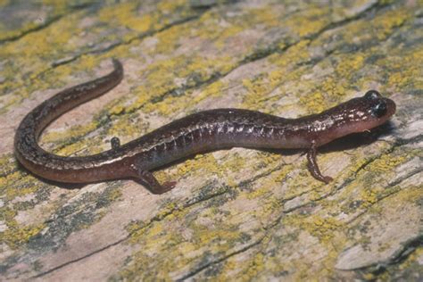 Channel Islands Slender Salamander - Channel Islands National Park (U.S ...