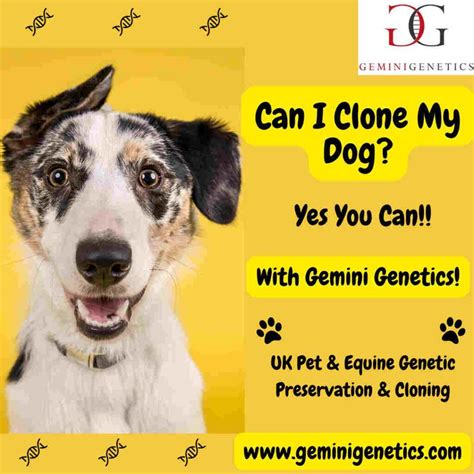 Paws For A Moment: Unraveling The Cost Of Canine Cloning In 2025