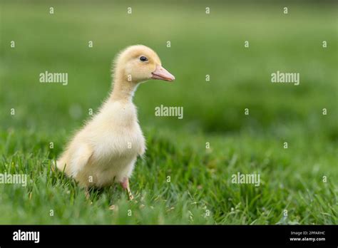 Cute Yellow Duckling In Grass Stock Photo Alamy