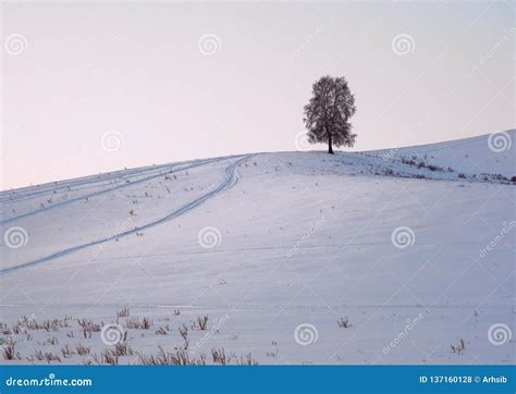 Naked Tree On A Snowy Hill Stock Photo Image Of Snowy 137160128