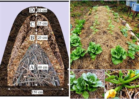 build  hugelkultur gardening bed  feeds   thrives