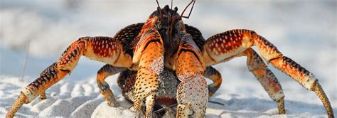 Кокосовый краб - описание вида, места обитания, характеристики