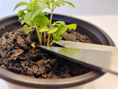 When To Transplant Herb Seedlings To Bigger Pots