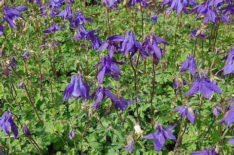 Aquilegia Alpina Alpenakelei Zwergakelei Strahlend Blau