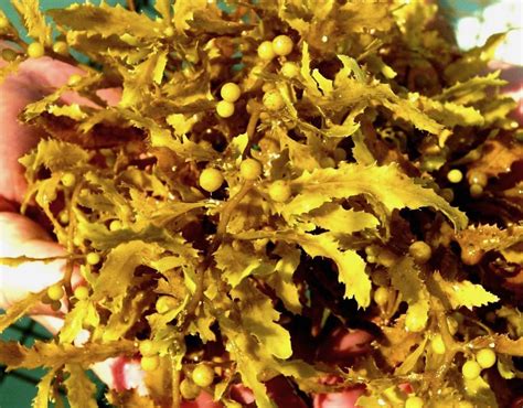 Sargassum Seaweed St Thomas 2024 Dulcia Nonnah