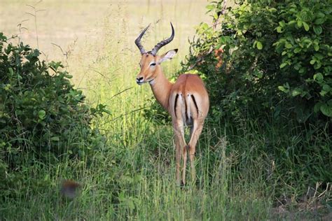 77 Wild Animals in Kenya [Wildlife in Kenya] - Kevmrc