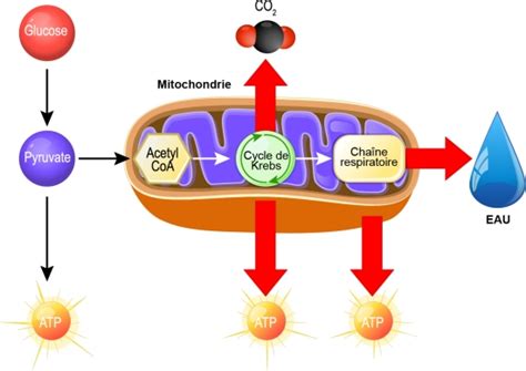 Respiration Cellulaire Média Larousse