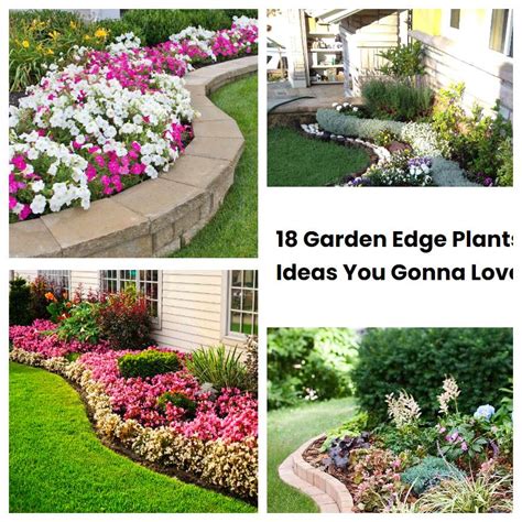 18 Garden Edge Plants Ideas You Gonna Love SharonSable