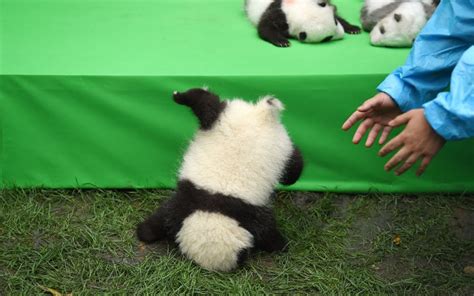 23 Adorable Panda Cubs Met The Public For The First Time Huffpost News