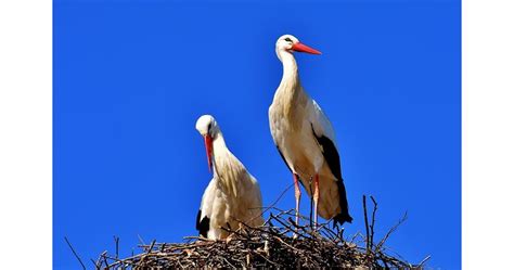 Два спасени щъркела с еднаква съдба остават да живеят в Софийския зоопарк