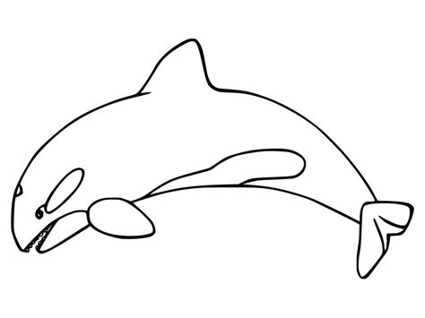 24 Killer Whale Coloring Page Shauneykaira