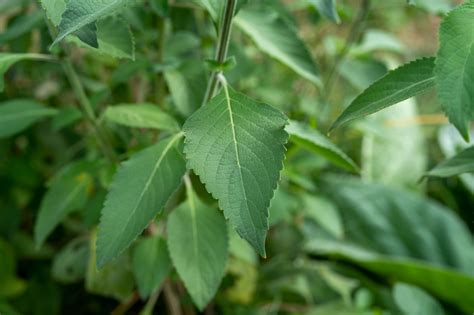 Vana Tulsi Holy Basil Seeds The Plant Good Seed Company